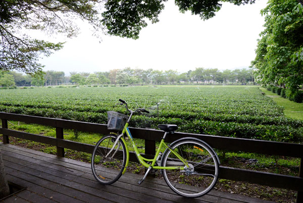 騎著單車漫遊在茶園間。