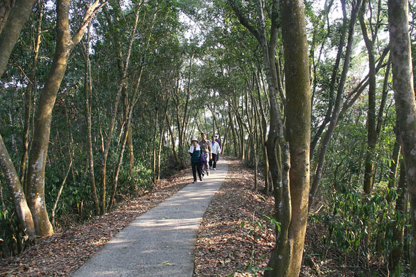 多處路段位於竹林與相思林蔭下的臥龍坡步道，階梯與緩坡交替，適合一家大小一起同樂。
