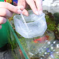 都說孔雀魚最好養還是養不好？水族新手挑養健康魚兒的 3 個原則