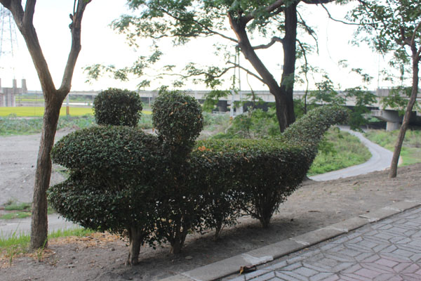 社區居民十分維護河堤公園的生態美景，有趣的樹木修剪便是一例。