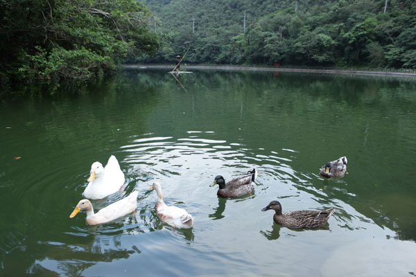 飼養了不少天鵝，紅面鴨、綠頭鴨等，生態環境非常豐富。