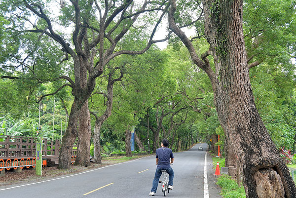 綠色隧道／南投集集