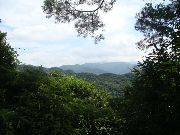 即將到達山頂前，即可從樹林間眺望遠處的山頭。