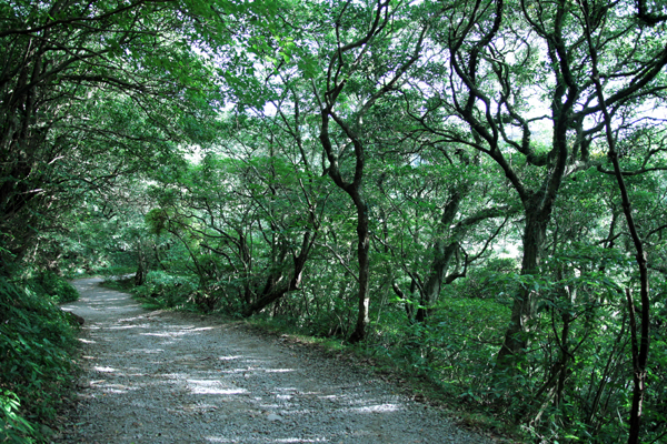 步道全程皆在林蔭遮蔽下，伴隨山間徐徐清風，十分涼爽。