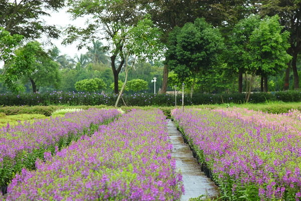 紫色花海頗有歐洲花園的fu！