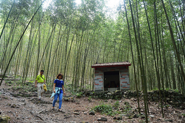 竹林景緻風雅脫俗，是八仙山招牌美景。