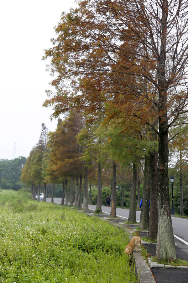 員林路三段155巷的落羽松今年已率先轉紅。圖片攝於2015/12/16。