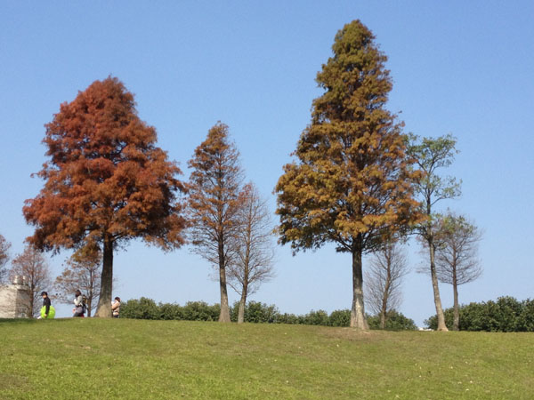 公園內的落羽松數量雖不多，傲立於草坡上也別有一番風情。圖片攝於2015 /1/13。（圖片／記者張雅琳攝）