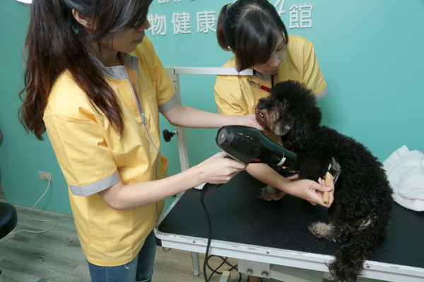 狗狗不愛洗澡怎麼辦？獸醫師給賜主的幾個提點