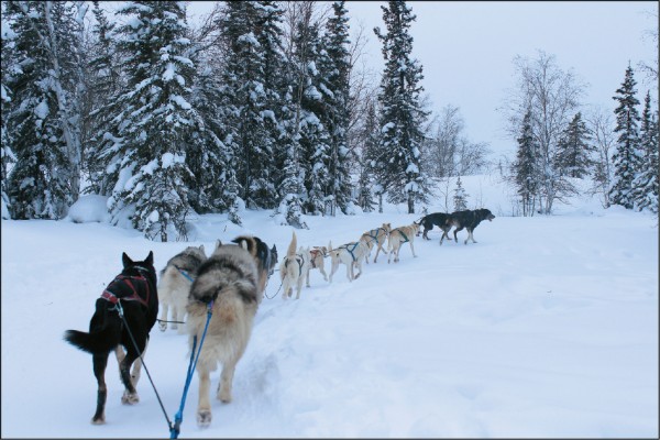 跟著雪橇犬一同穿梭在樹林間，寒冷都被這些可愛的狗給融化了。