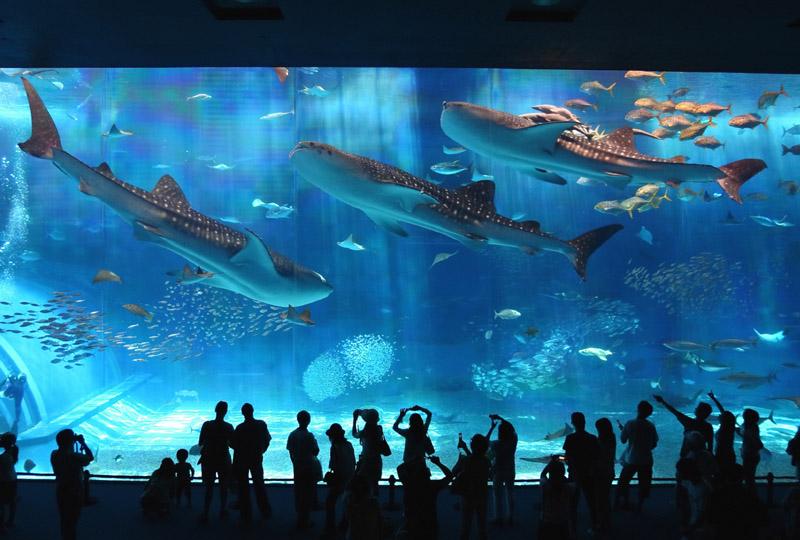 站在「黑潮之海」大型水族箱前，可近距離觀賞世界上體型最大的魚類鯨鯊，帶給遊客震撼的視覺感受，為館內最大看點。