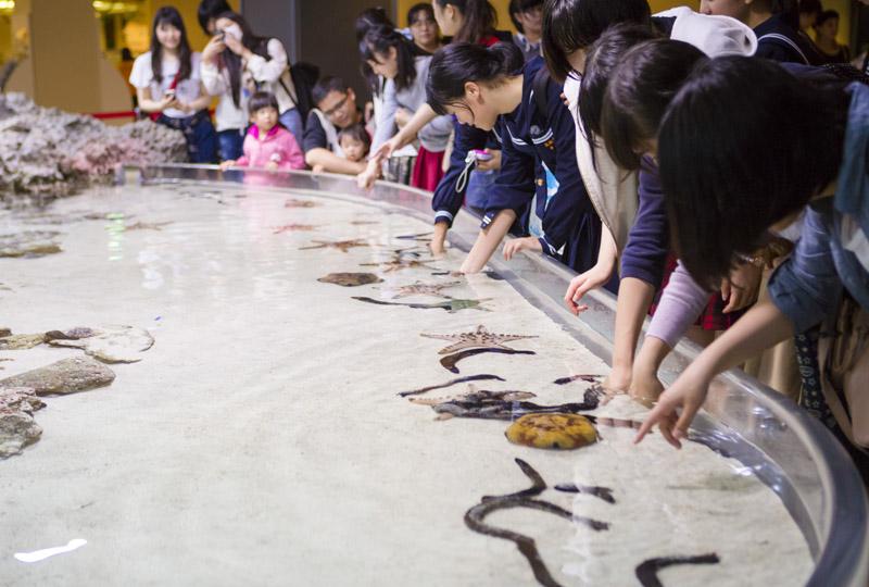 珊瑚礁池的生物（觸摸池）不僅能親眼見識豐富的潮間帶生物，還能體驗牠們的不同觸感，吸引大小朋友駐足。