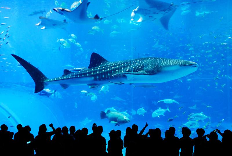 鯨鯊Whale shark