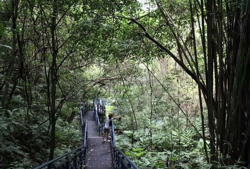 藍線的林間棧道林蔭茂密，空氣清新舒爽。