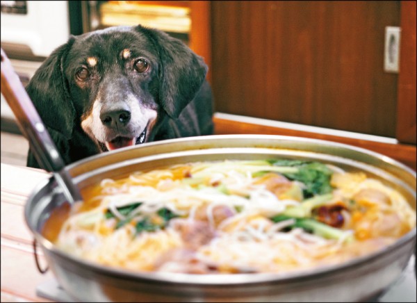 狗狗應不要食用人類餐桌的食物，過油過鹹會對腎臟造成負擔。（記者邱璟綾／攝影）