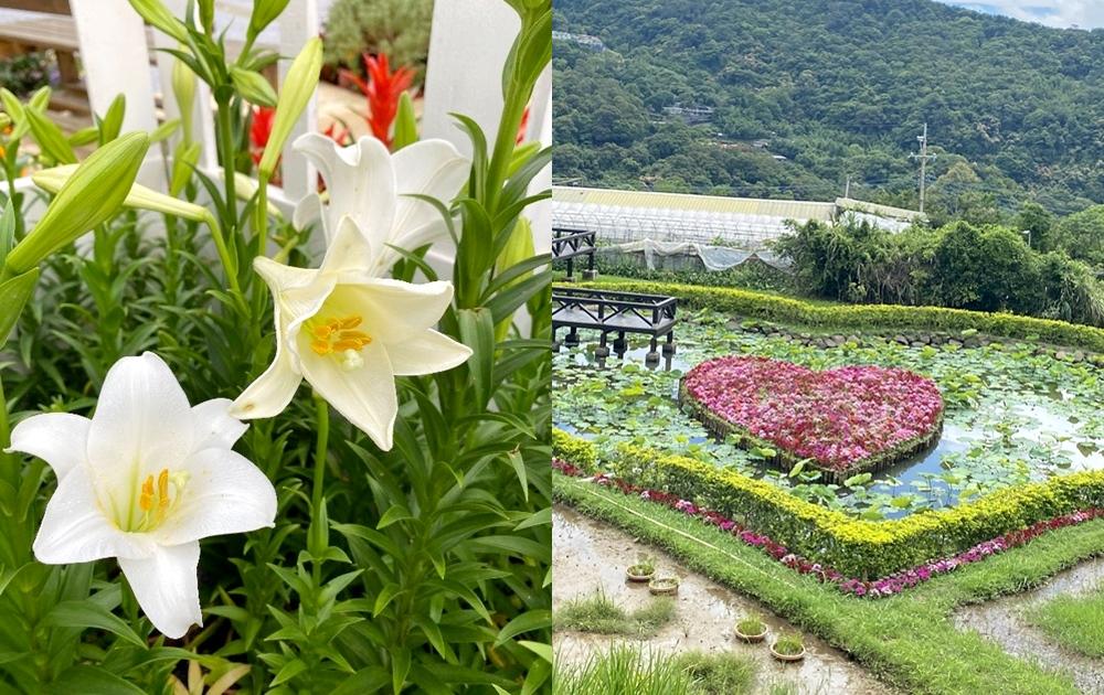 台北 2 處百合花景點推薦！漫步英式庭園、隱藏版「粉紅雙心池」好浪漫