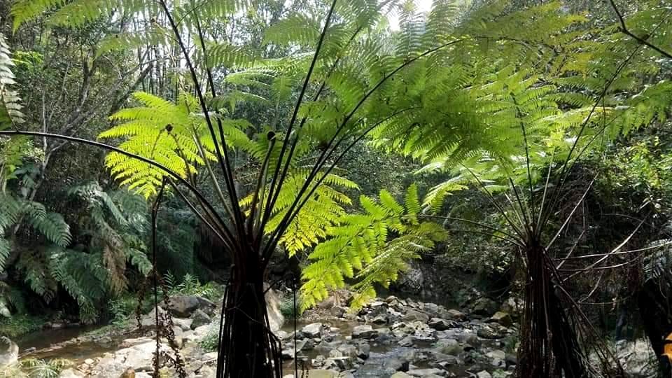 日月潭風景區澀水社區潮濕環境造就豐富蕨類生態。（圖由陳秋坤提供）