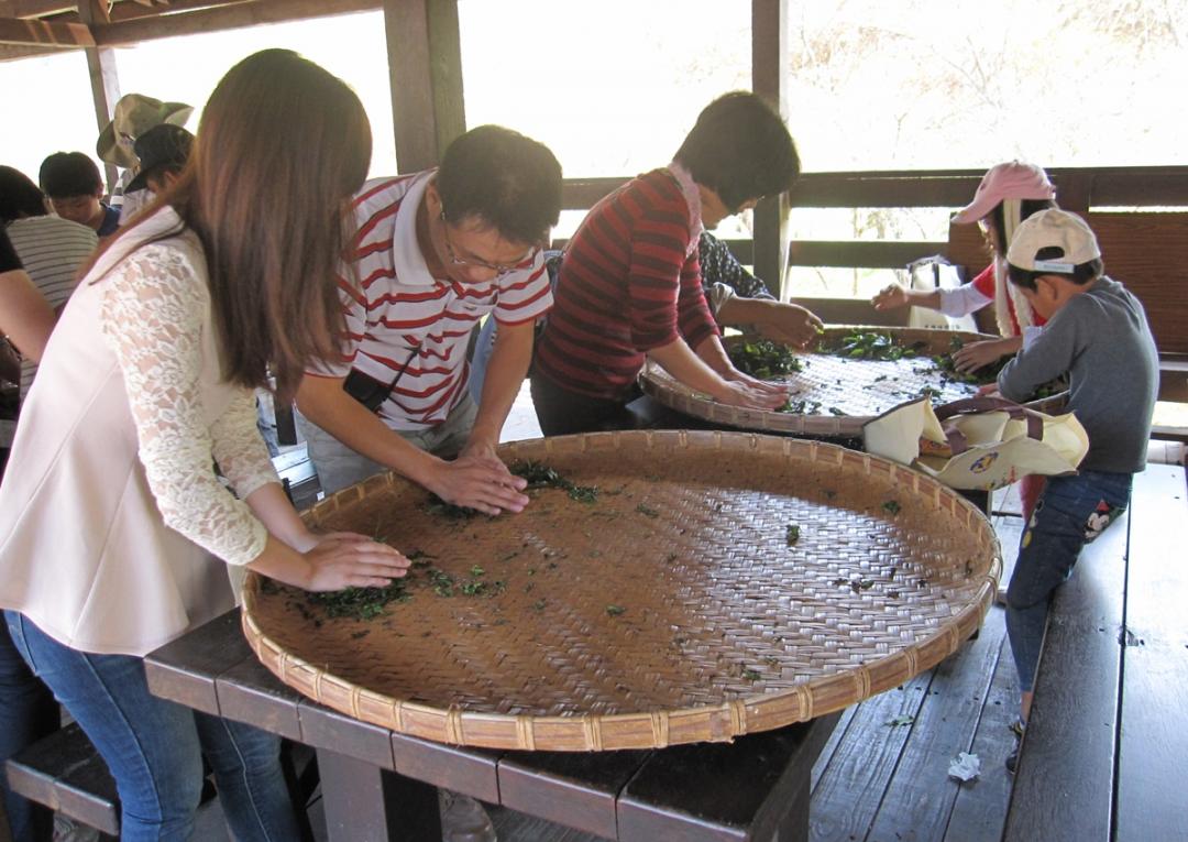 日月潭風景區澀水社區以紅茶為特色產業，到此體驗農村旅遊還能學習採茶、揉茶。（圖由水保局南投分局提供）