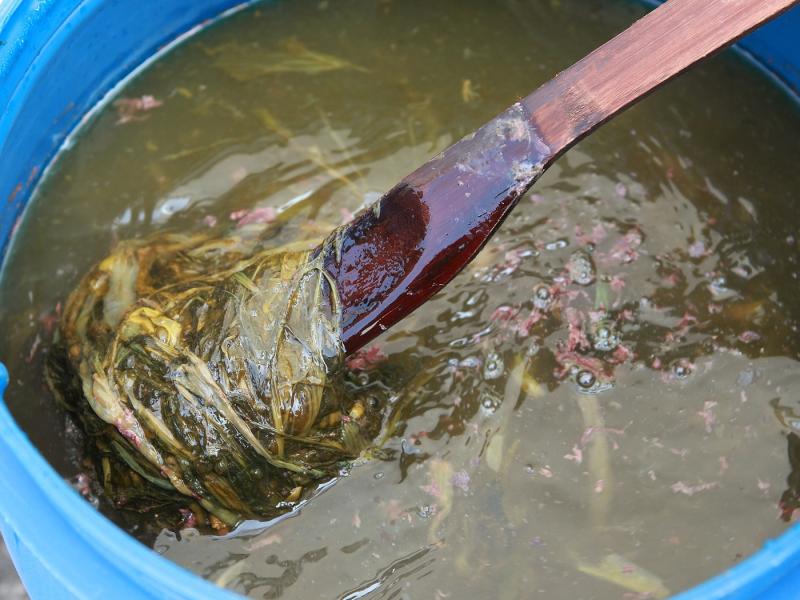 3.經過發酵的芥菜加水攪拌，再將菜渣過濾掉，即成了「菜梗水」。