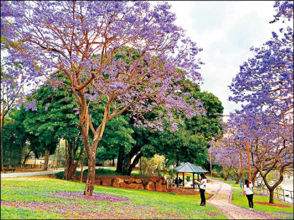 開著紫花的樹名為藍花楹（Jacaranda）。（圖片提供／高高）