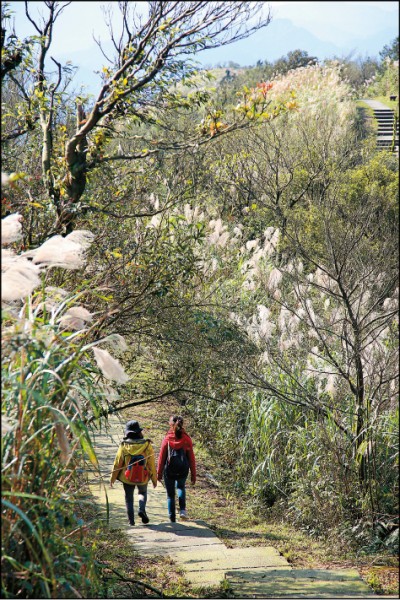 平溪五分山的步道沿著稜線打造，兩旁有芒草夾岸，步道景觀相當優美。（記者沈昱嘉／攝影）