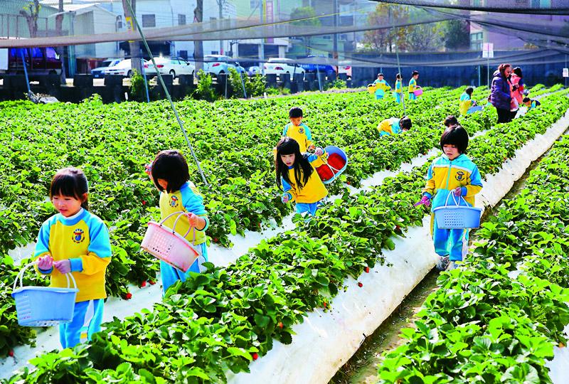 園區提供幼稚園校外教學、採果。