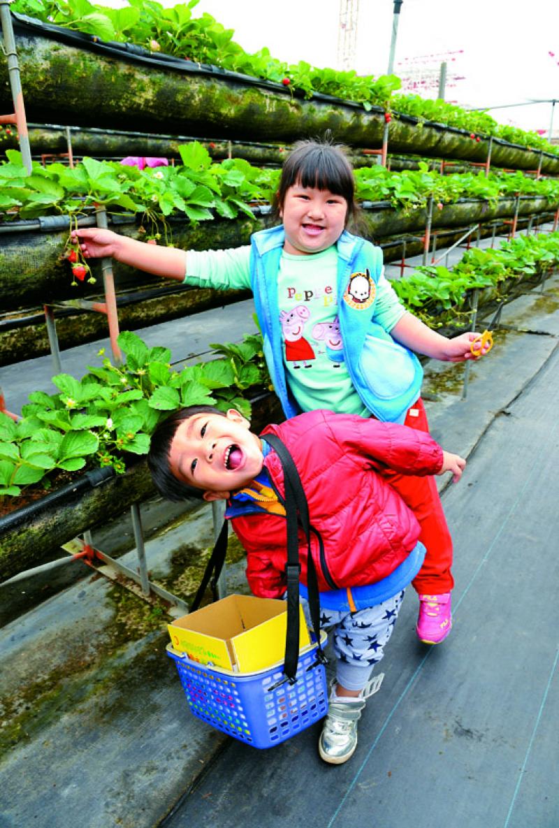 【草莓紅了！】台南善化 美裕草莓園