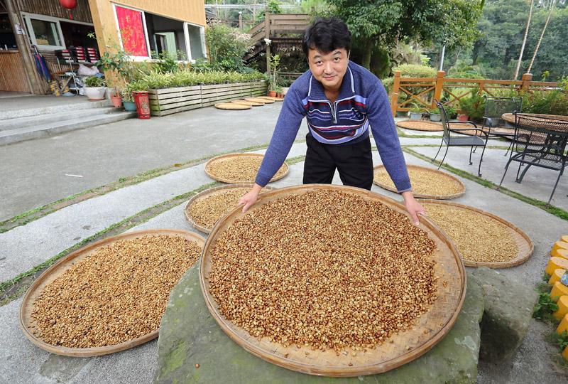 老闆李契螢近年也開始研究蜜處理技術，園區內時常可見曬豆情景，別有一番風味。（記者李惠洲／攝影）