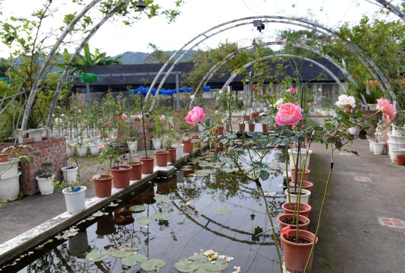 「悠遊山城」種植各式的樹玫瑰，部分區域可開放給遊客參觀。