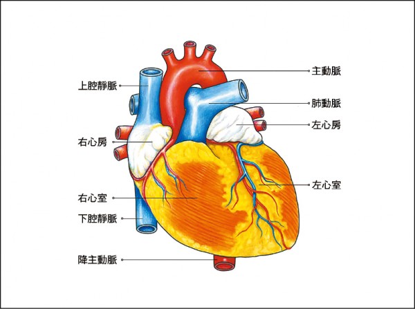 心臟圖（圖片提供／大塊文化《知心》）