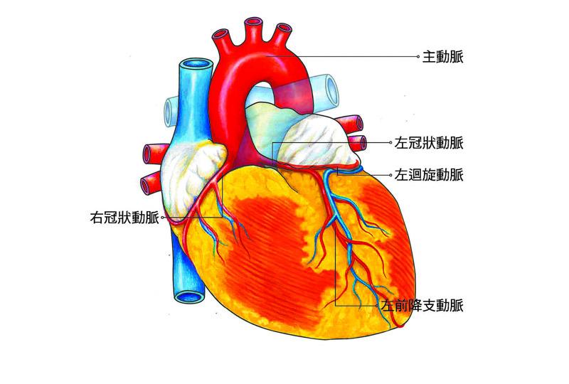 冠狀動脈示意圖（圖片提供／大塊文化《知心》）