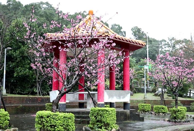 櫻花公園也是烏來賞櫻的好去處。