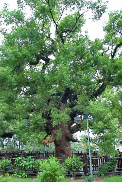 太平興隆里的「百年老樟樹」，樹齡有3、400年，至今仍生長茂盛，吸引許多民眾造訪。