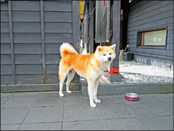 「武家丸」是住在角館的人氣秋田犬。