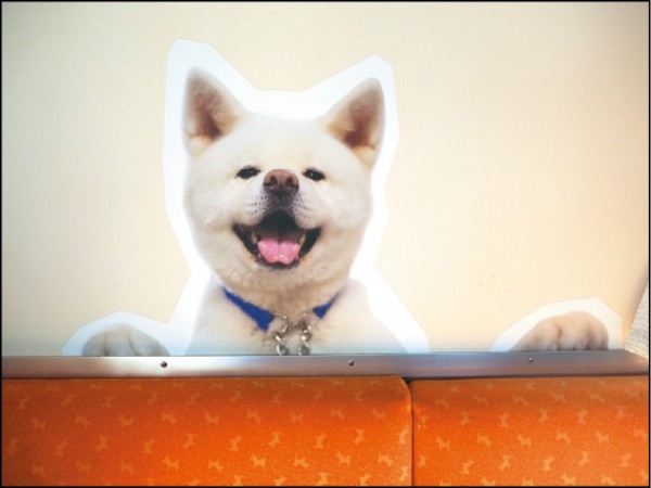 秋田內陸線火車的車廂內，有許多可愛的秋田犬照片。
