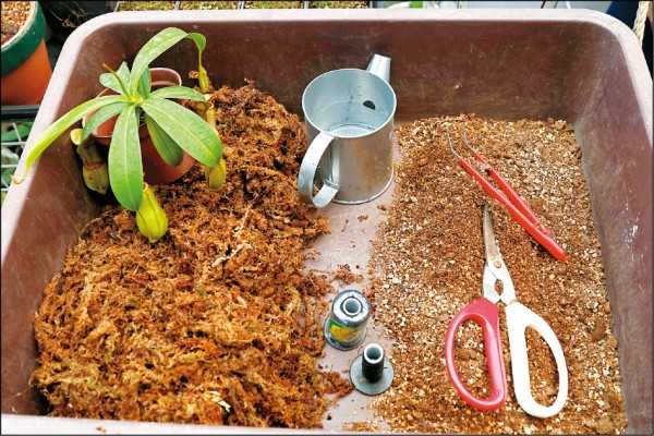 豬籠草苔球DIY步驟1示範圖。（記者臺大翔／攝影）