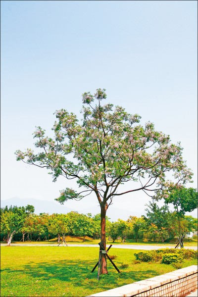 苦楝。（圖片提供／關渡自然公園）