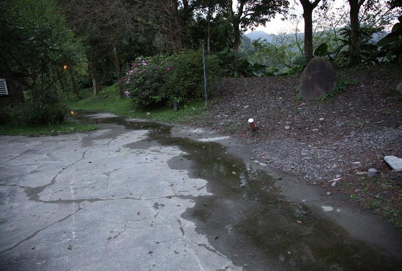 園區內一處破裂水管形成自然的帶狀積水，到了夜裡就是日本樹蛙最喜歡的泡腳池。（記者沈昱嘉／攝影）