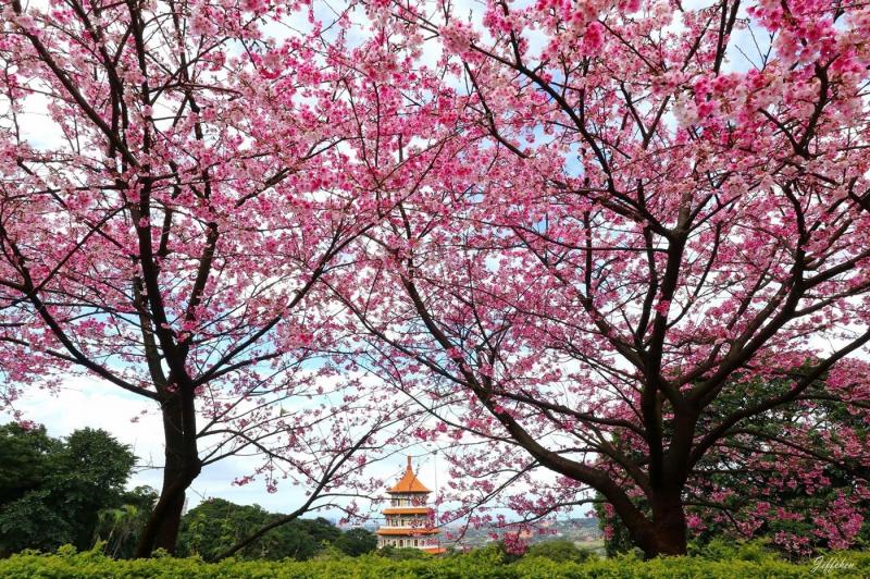 淡水天元宮已成為北部知名賞櫻勝地，後山的三色櫻已滿開。（無極天元宮提供）