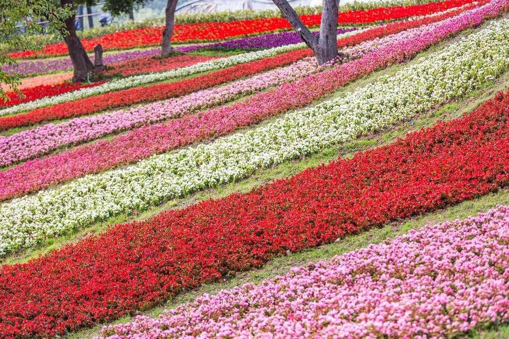 選用花草品種包括一串紅、四季海棠及銀葉菊。（圖／臺北旅遊網）