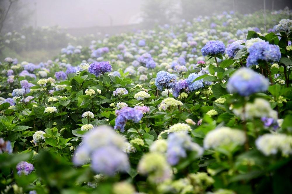 北市萬里區「高家繡球花田」的繡球花季正式開幕。（記者俞肇福攝）