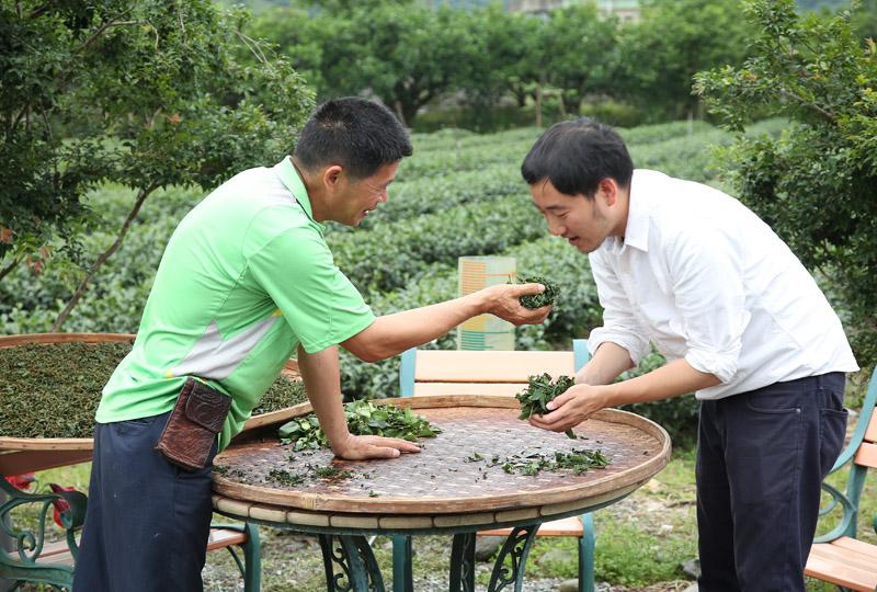 在綠野茶園跟著主人李振福一起進行製茶過程中的揉捻階段，體會茶農手勁與一般人手勁的差別。（記者沈昱嘉／攝影）