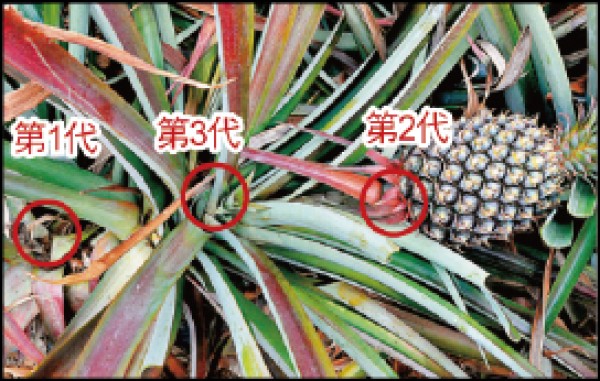 「3代同堂」的老欉鳳梨，左邊已採收過遺留的芽株為第1代，最右側成熟中的鳳梨為第2代，而中間的芽株為未來的第3代鳳梨。（記者許麗娟／攝影）