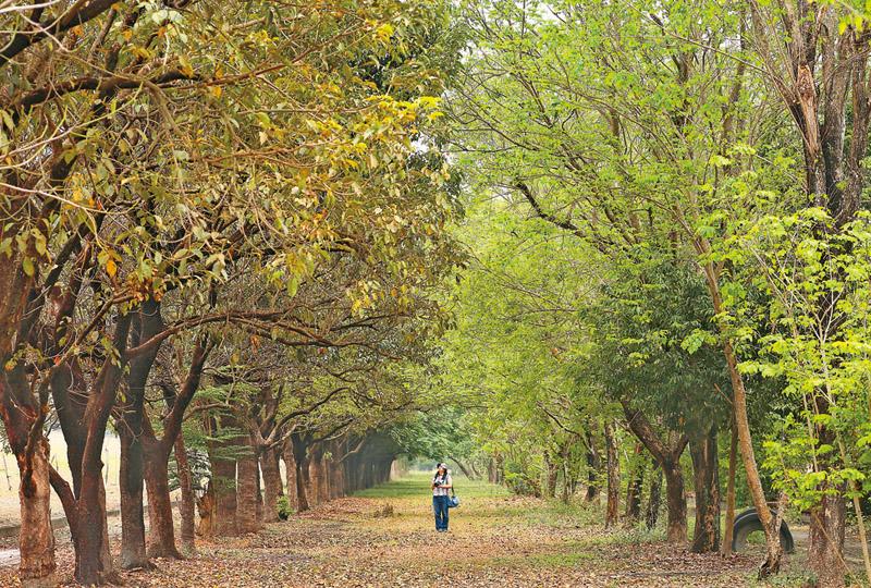 公園裡有一條令人出乎意料的綠色隧道，滿地的落葉更添詩意，很適合拍照取景。