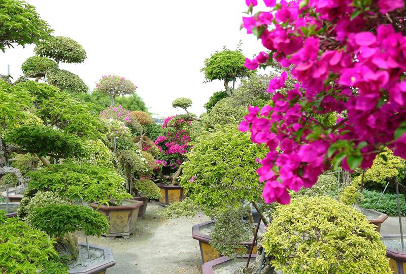 九重葛種植在園內各處，讓人彷彿身在九重葛迷宮之中。（記者李惠洲／攝影）