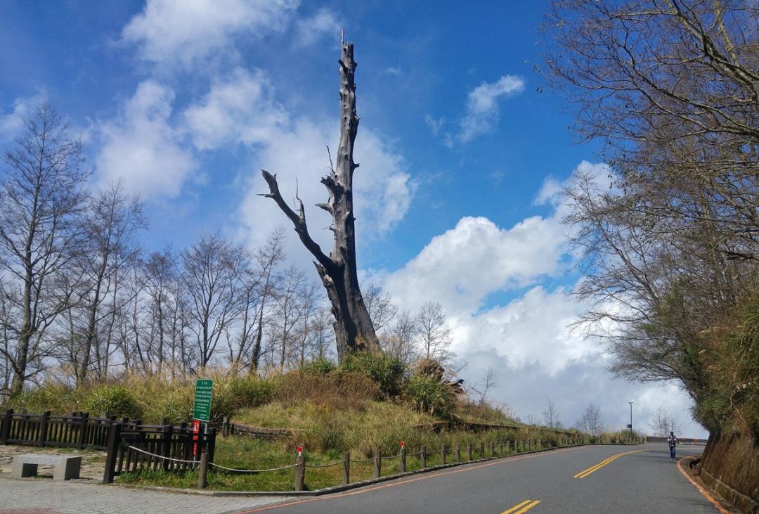 第8名台21線塔塔加路段位於玉山國家公園境內，由於海拔、地形、氣候、林相豐富，擁有多元生態系，來到草原遼闊的塔塔加，高聳的紅檜夫妻神木（夫樹）雖已倒塌，仍然不減山林魅力，清新空氣，山巒疊翠，教人心曠神怡。（圖：公路總局提供）