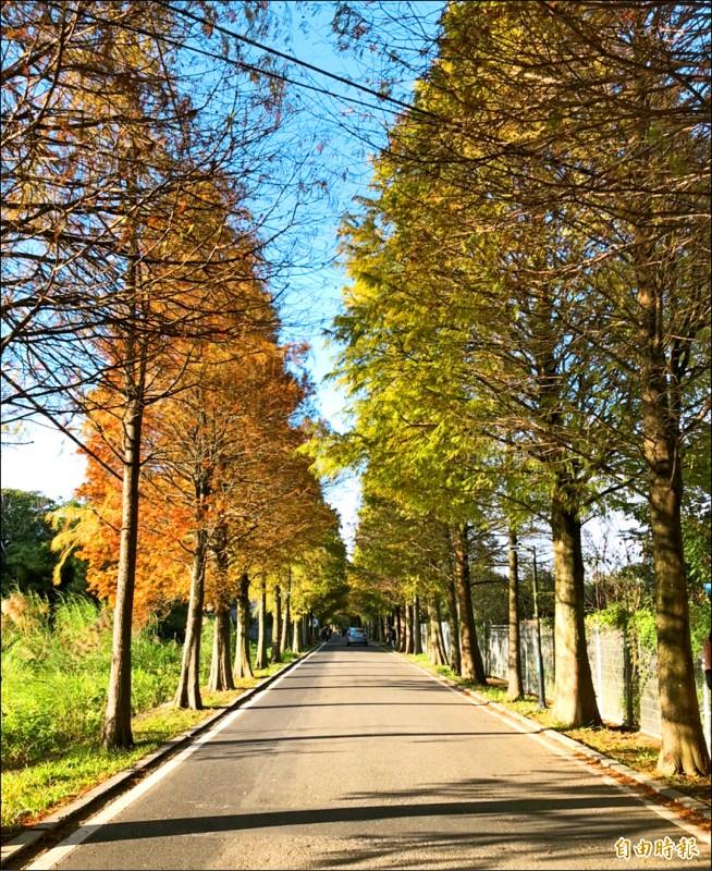 原為地方美景秘境的大溪區落羽松大道，區公所取名「落羽松路」。（記者李容萍攝）