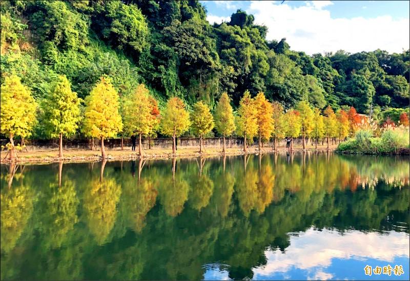 大溪月眉人工濕地生態公園的落羽松還小小的、樹型不高大，但搭配著生態池的倒影，十分美麗。（記者李容萍攝）