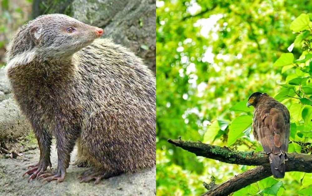 少了遊客 這些景點出現 超稀有野生動物 網嘆 疫情唯一優點 玩咖playing 自由電子報