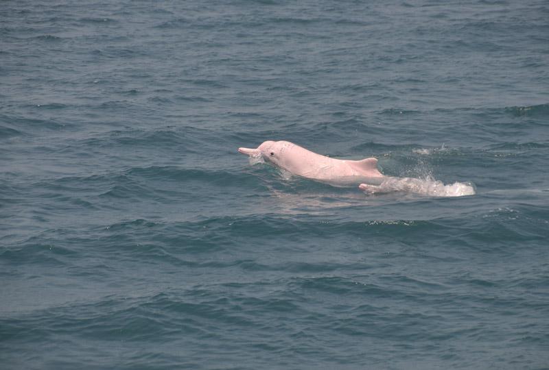 中華白海豚